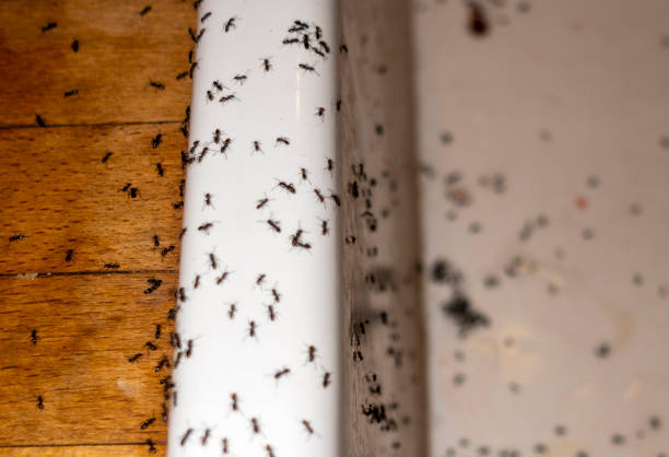 Best Affordable Pest Control Services  in Estacada, OR